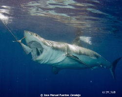 Great White Shark. What a mouth!!! by Jose Manuel Fuentes Canalejo 